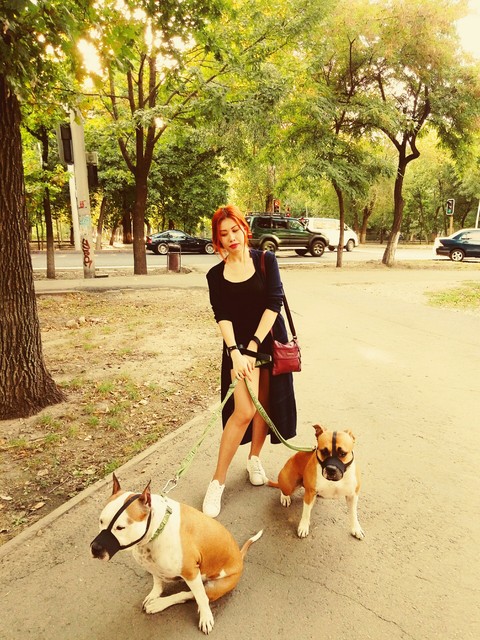 dogs