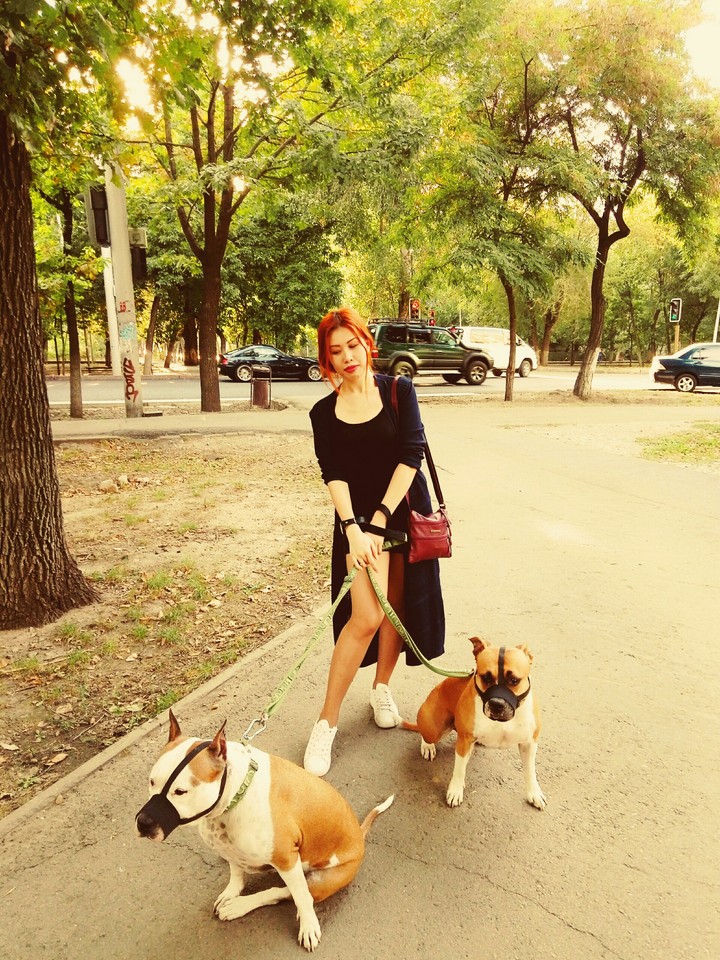 dogs