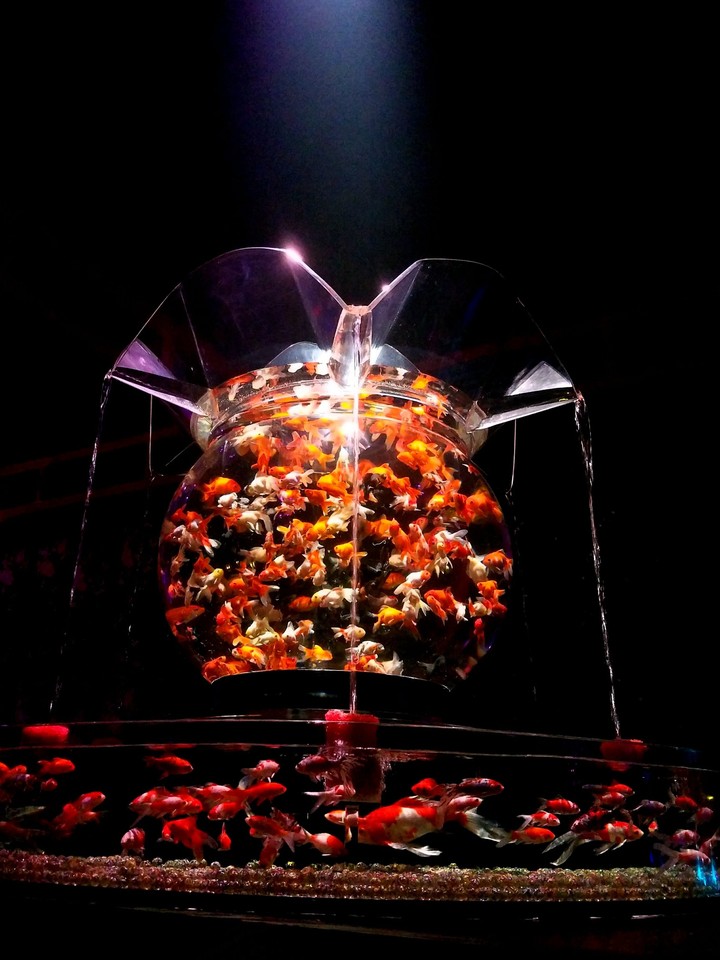 goldfish