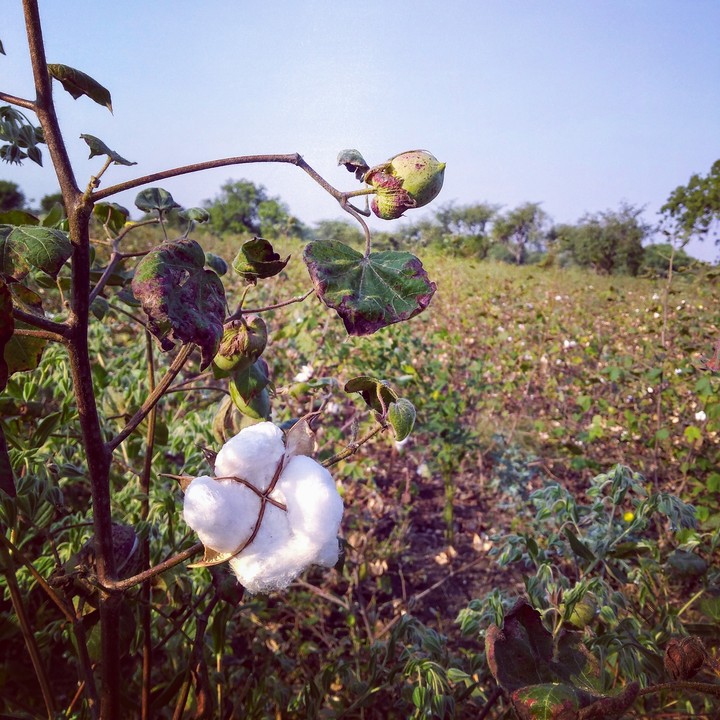 cotton from my farm.......