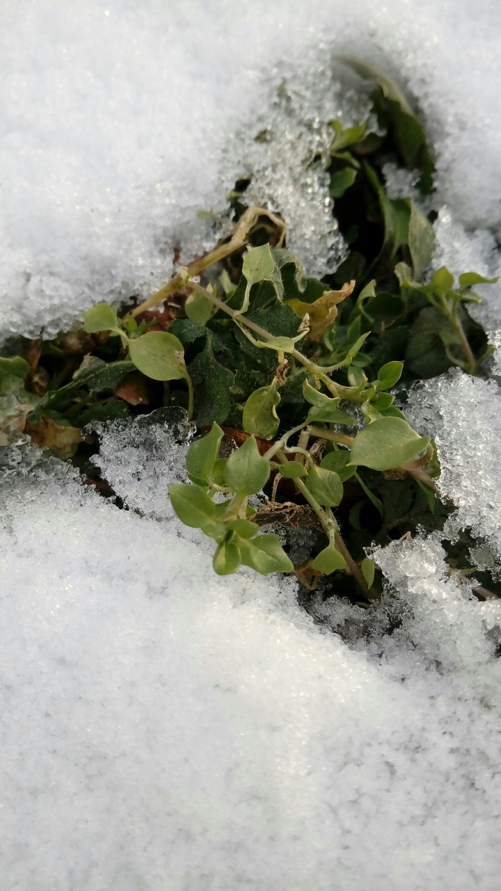 sprout