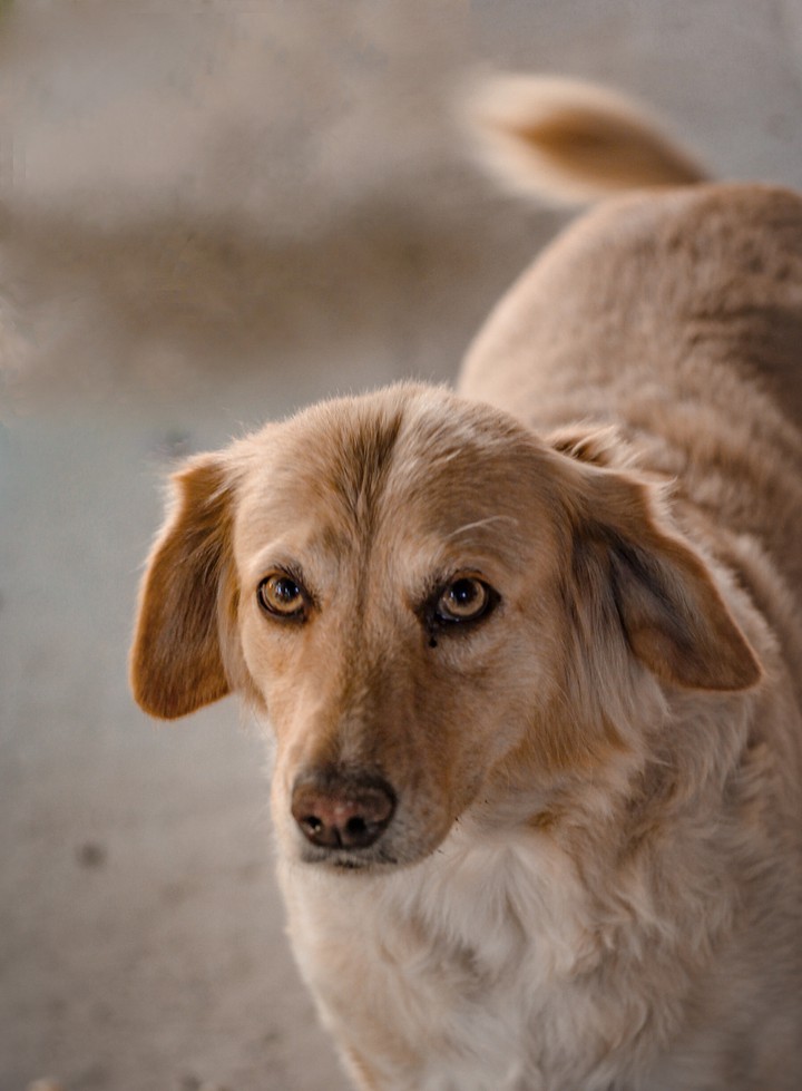 berta