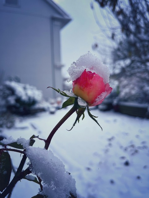 sfondi freezing, flower