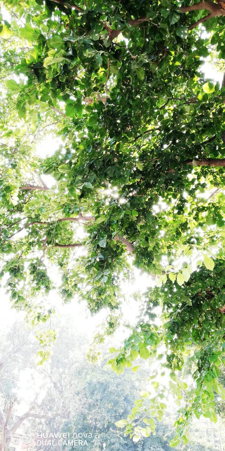 tree