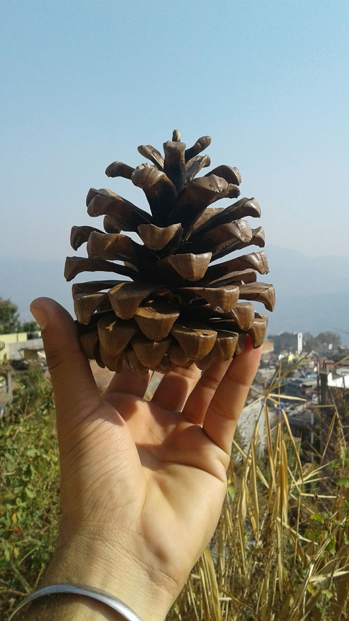 CONE
