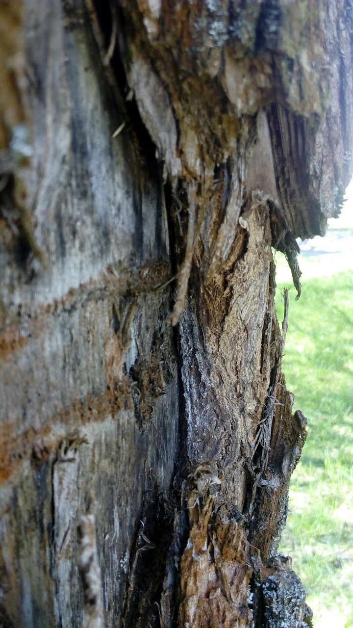 Old tree