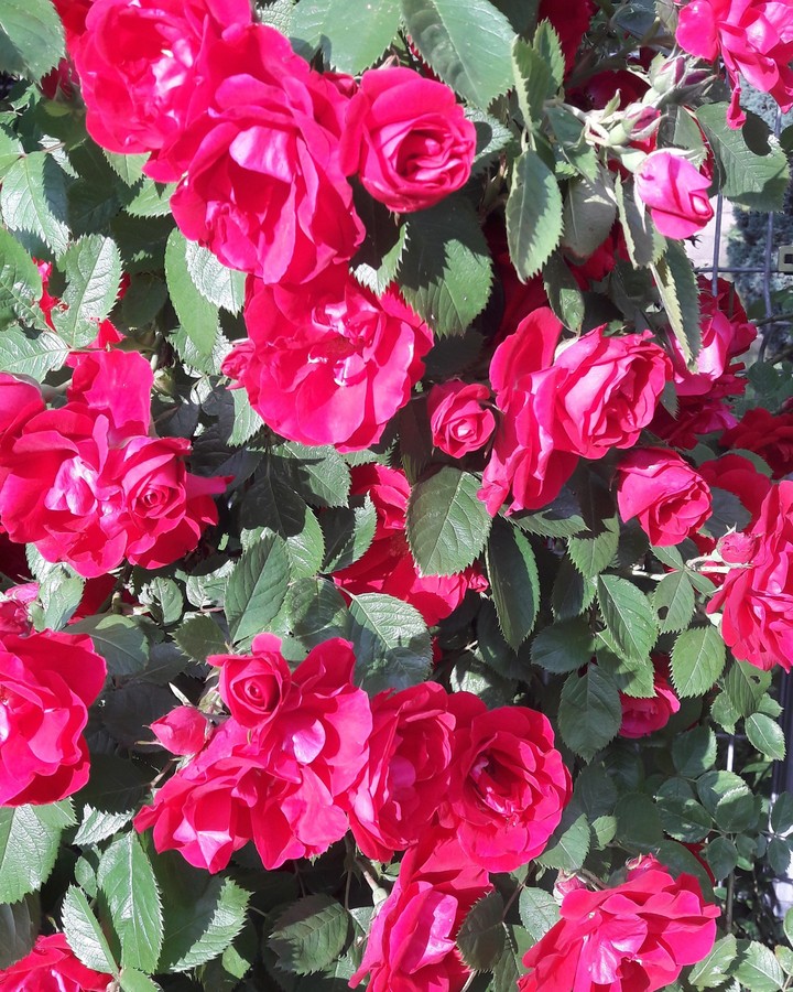Roses