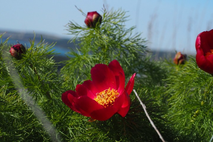 flowers