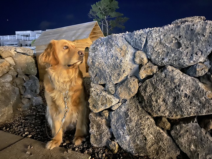 Dog looking at the star