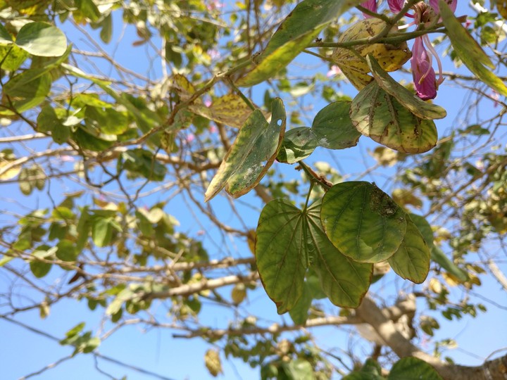 shotononeplus