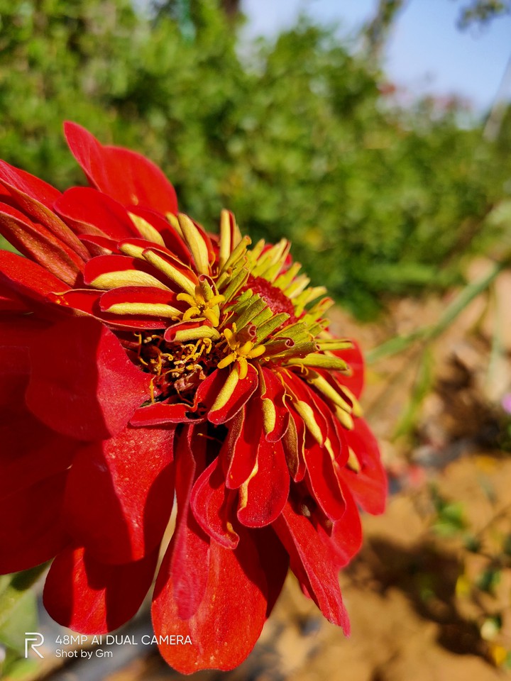 flower