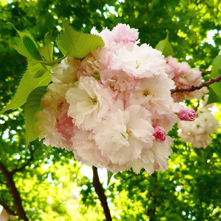 Cherry-blossom
