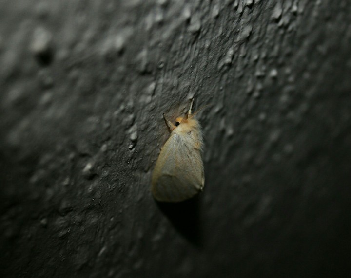 A young butterfly on the wall