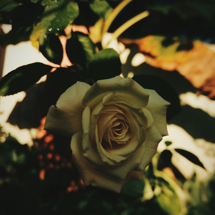rose