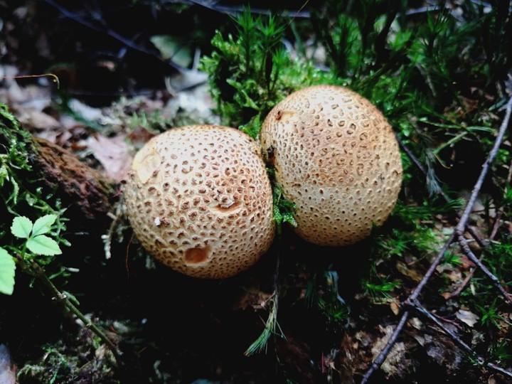 Mushrooms
