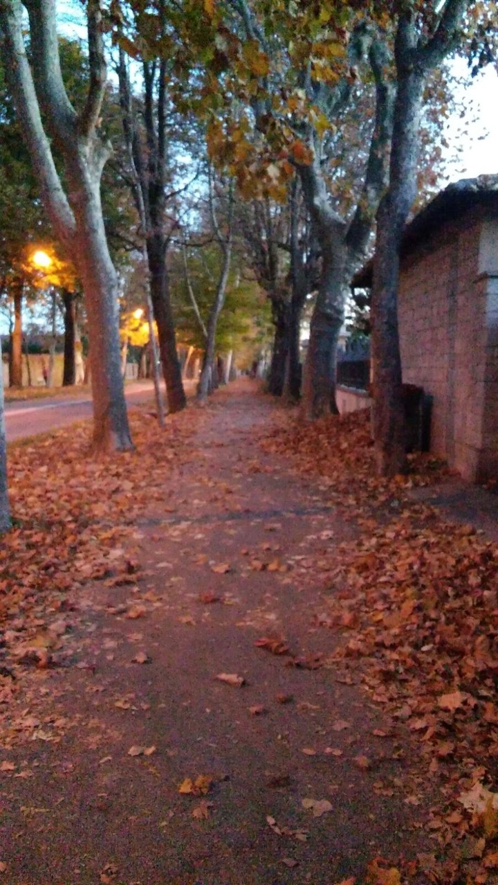 autumn leaves of Angel Boulevard
