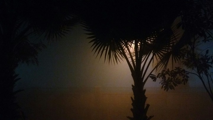 Spooky Tree.