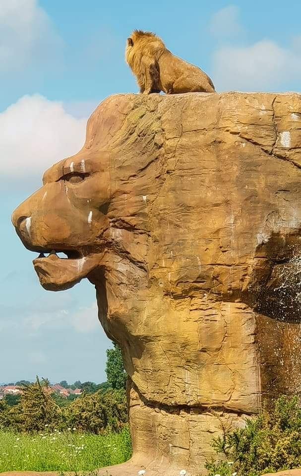 lion King
