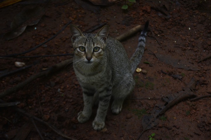 Cat