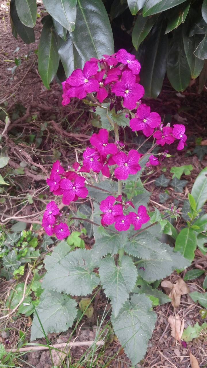 Purple Flower