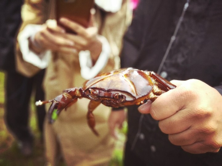 Wild Crab