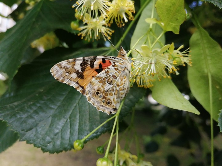 butterfly