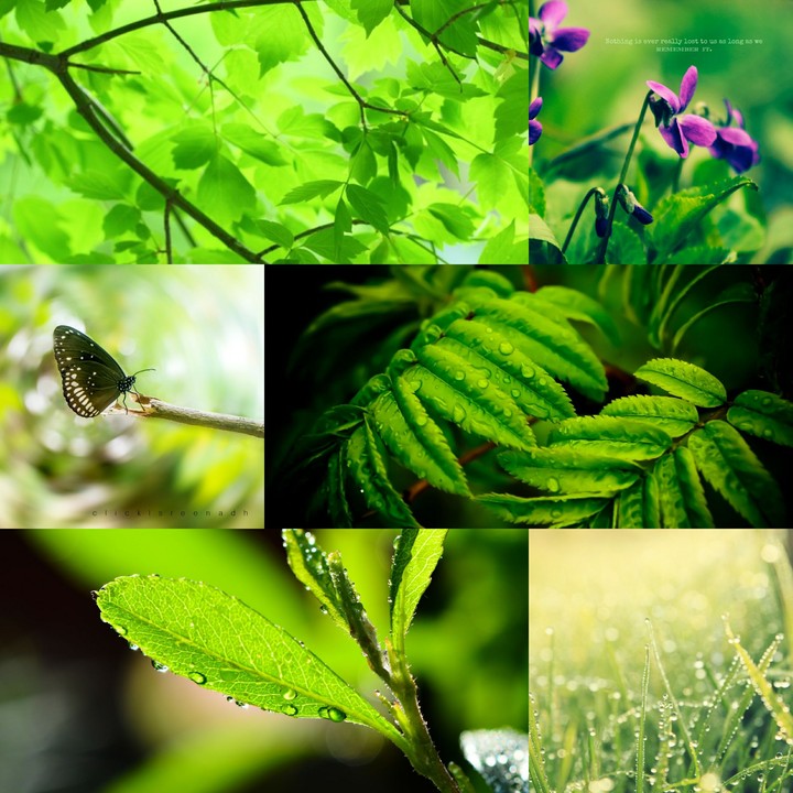 green leaves