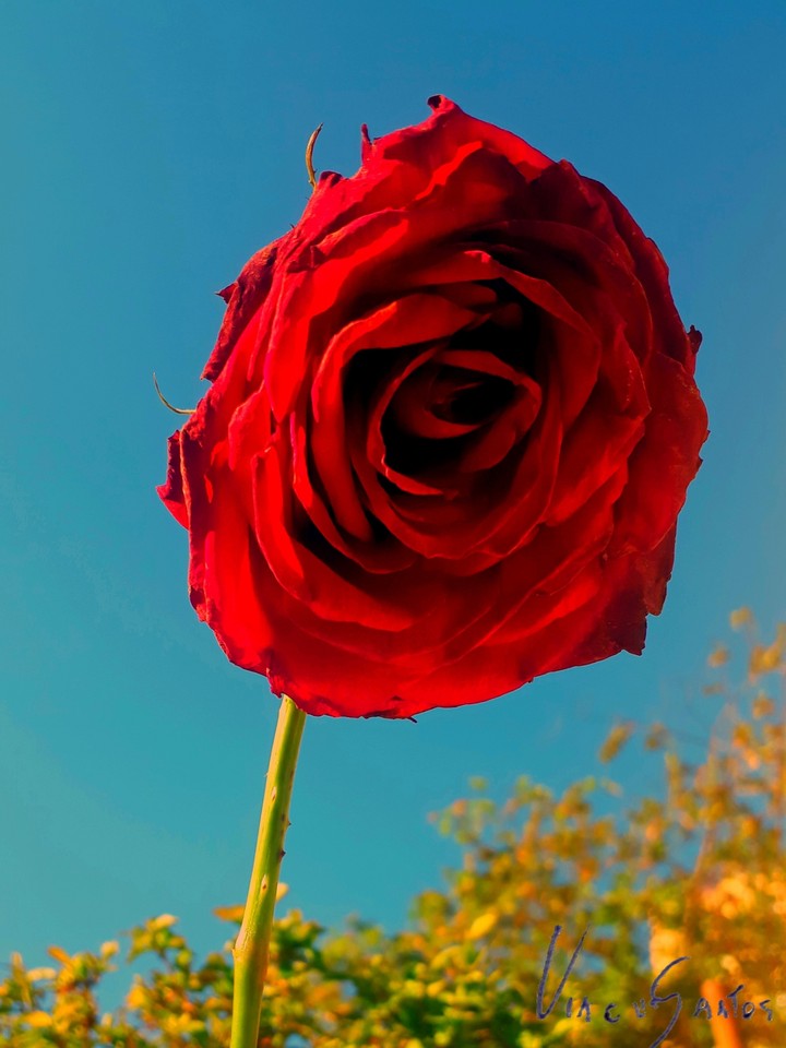 Rose