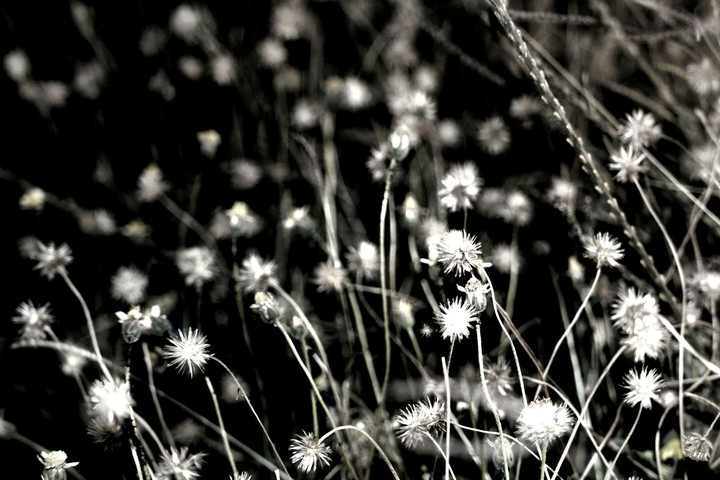 darkflowers
