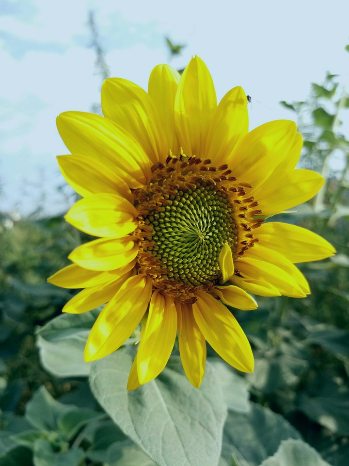 sun flower