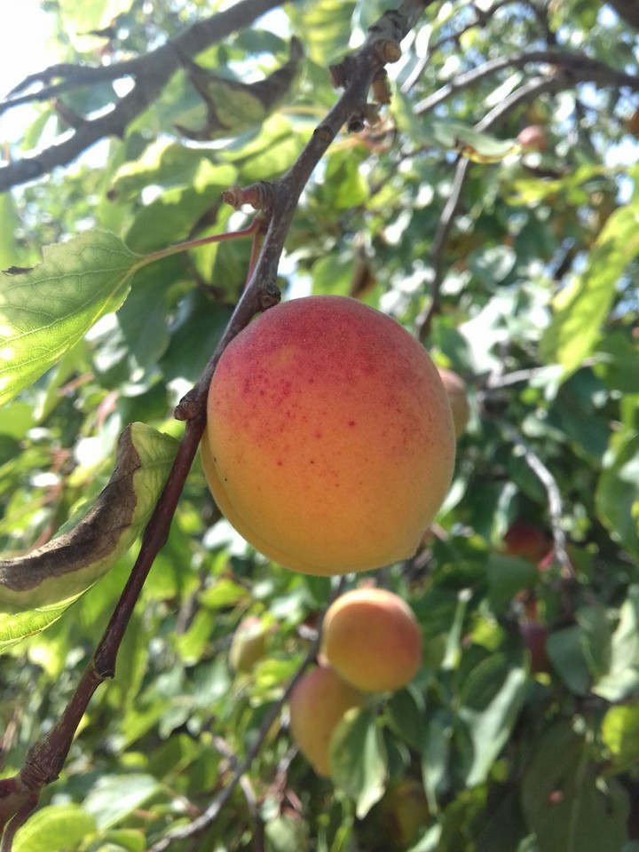 peach