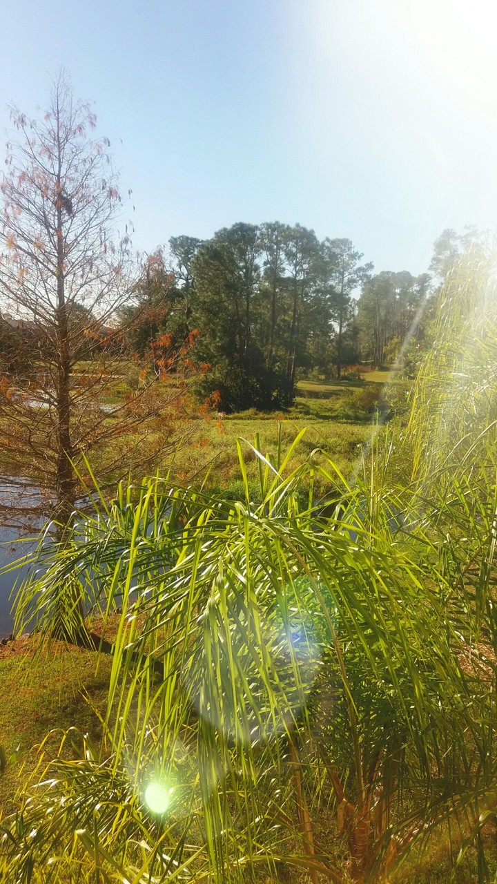 the greens