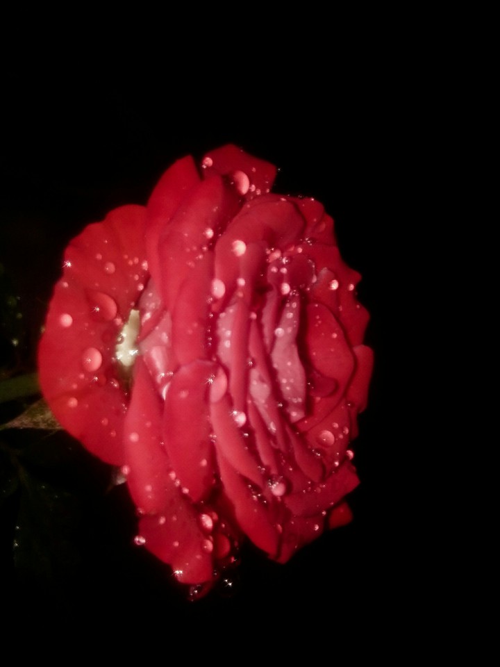 rose