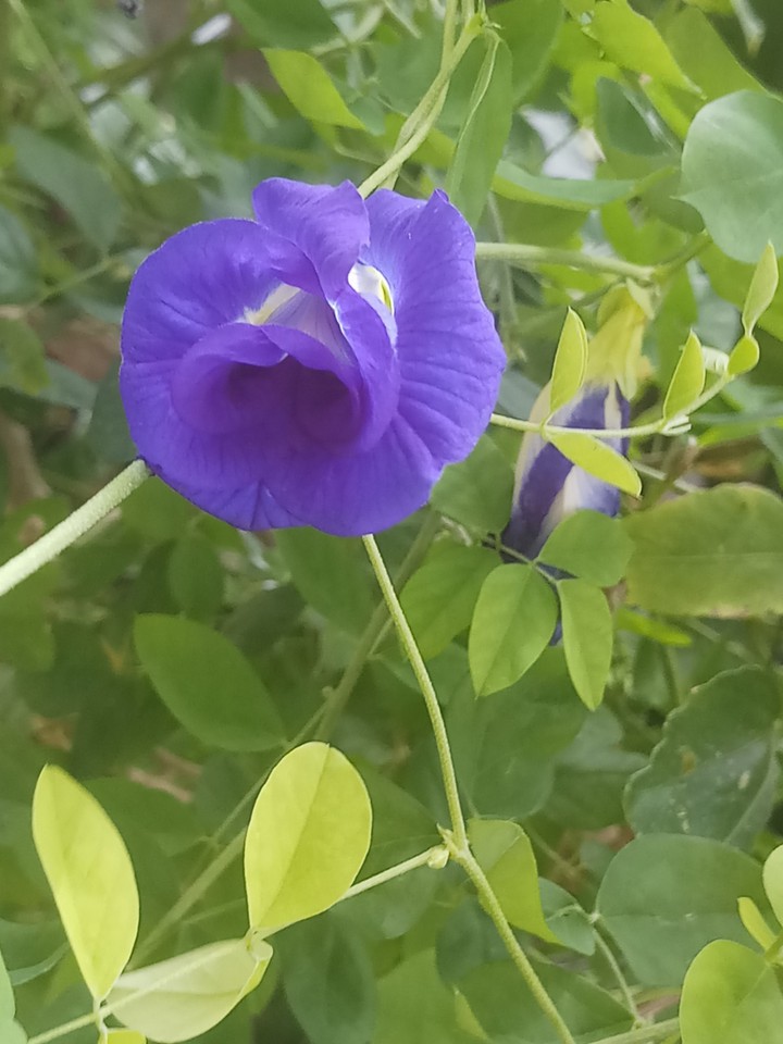shell flower