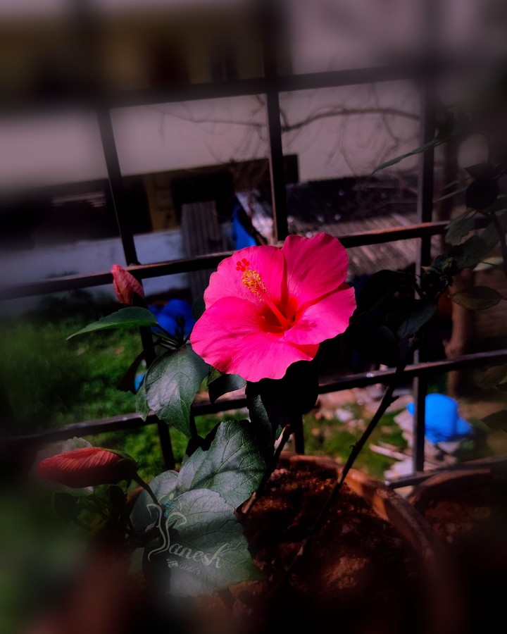 Flower