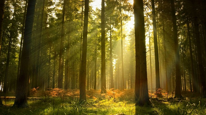 forest