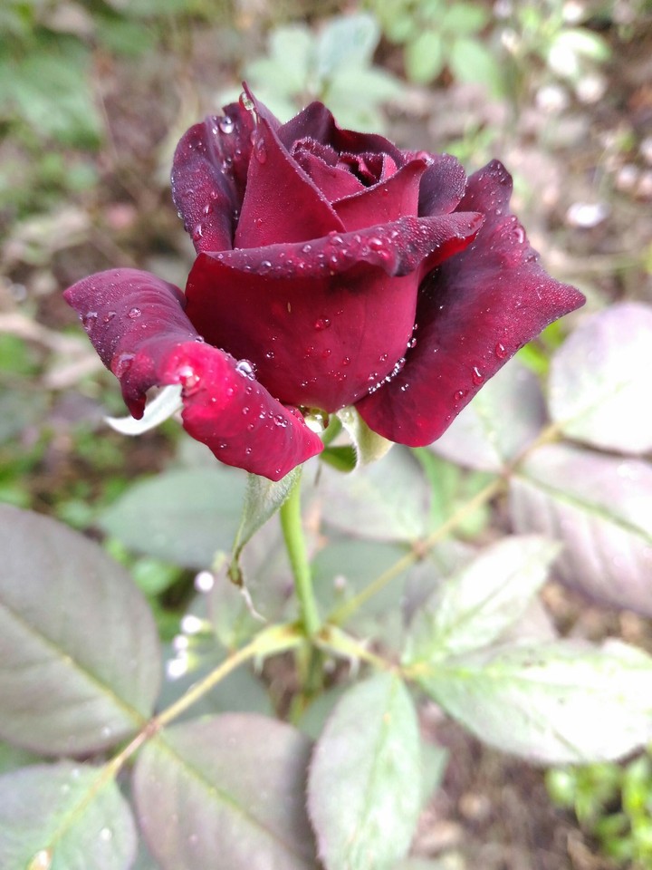 rose vth red & black combination