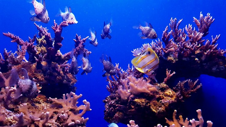 Fish