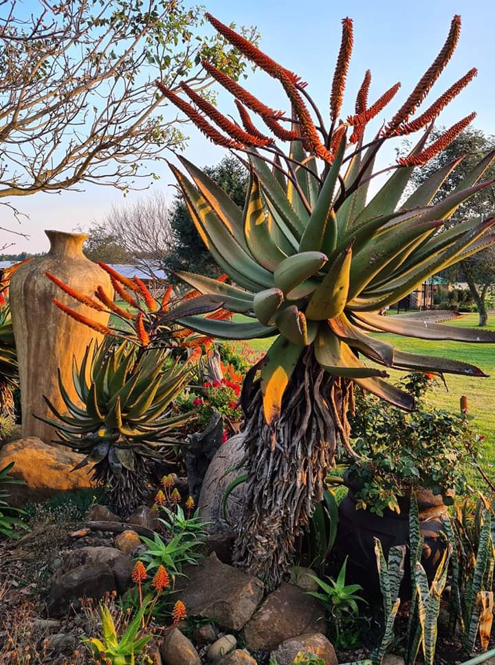 Aloe