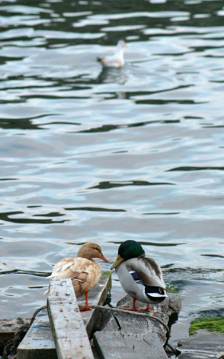 lovers