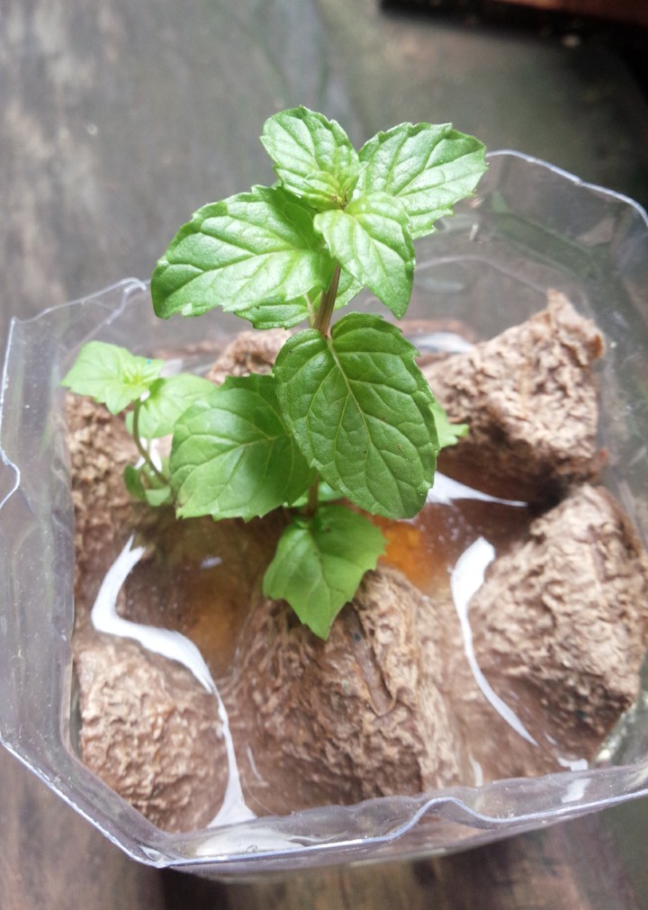 hydroponic mint