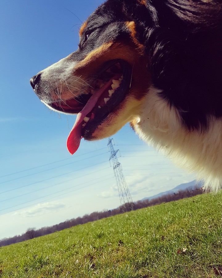 Bernese mountain dog