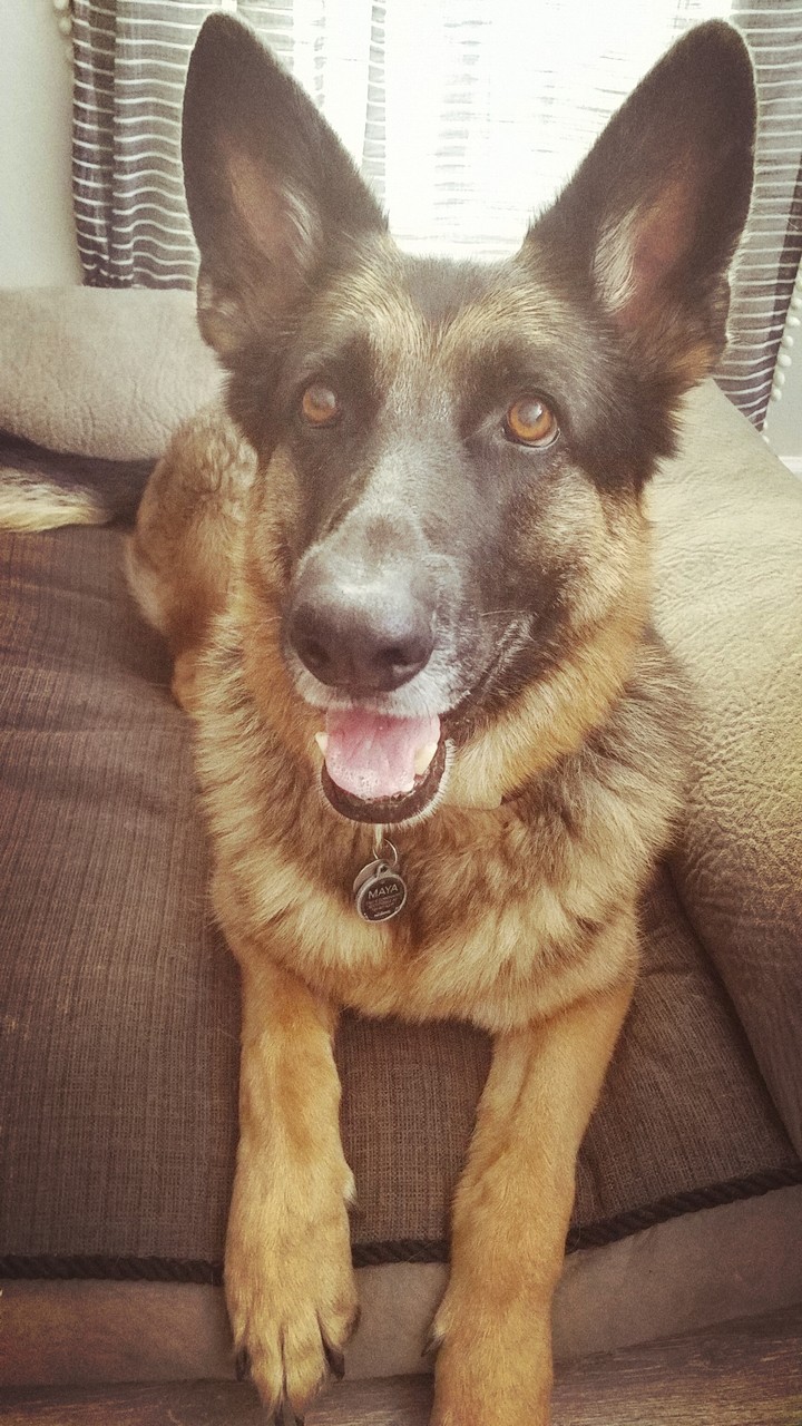 Maya