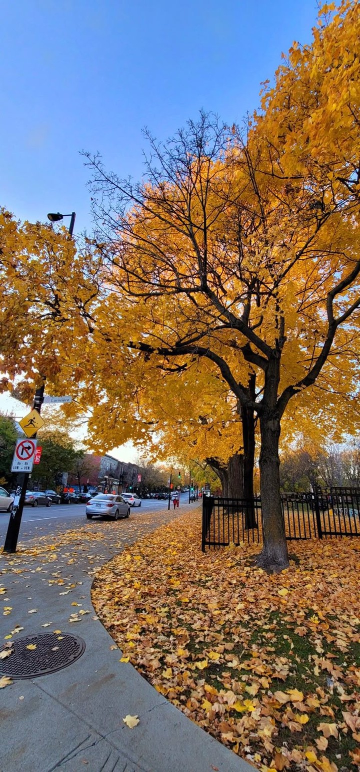 branch, sidewalk háttérképek