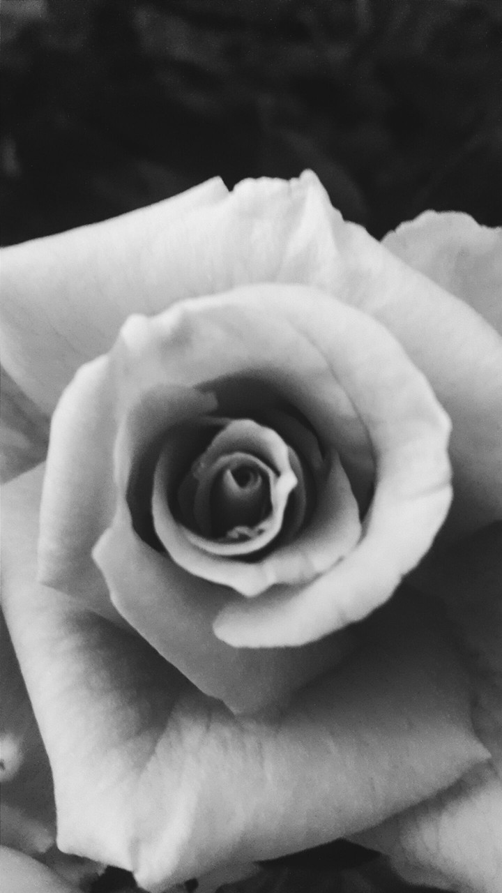 Black Rose
