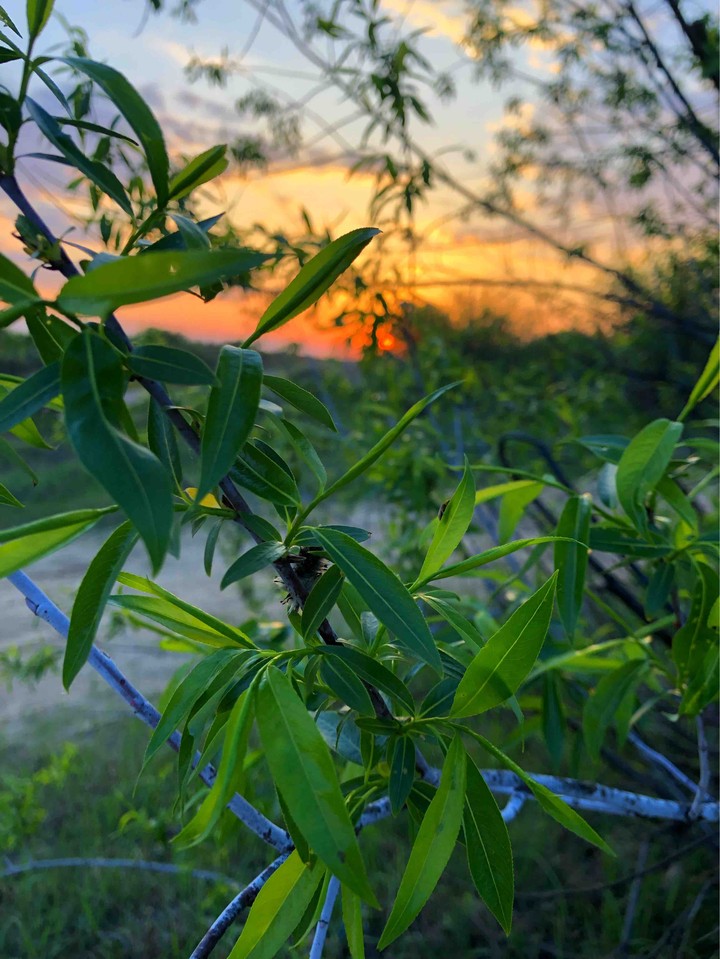 sun