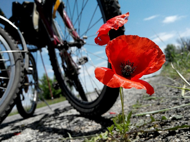 Lonely Poppy