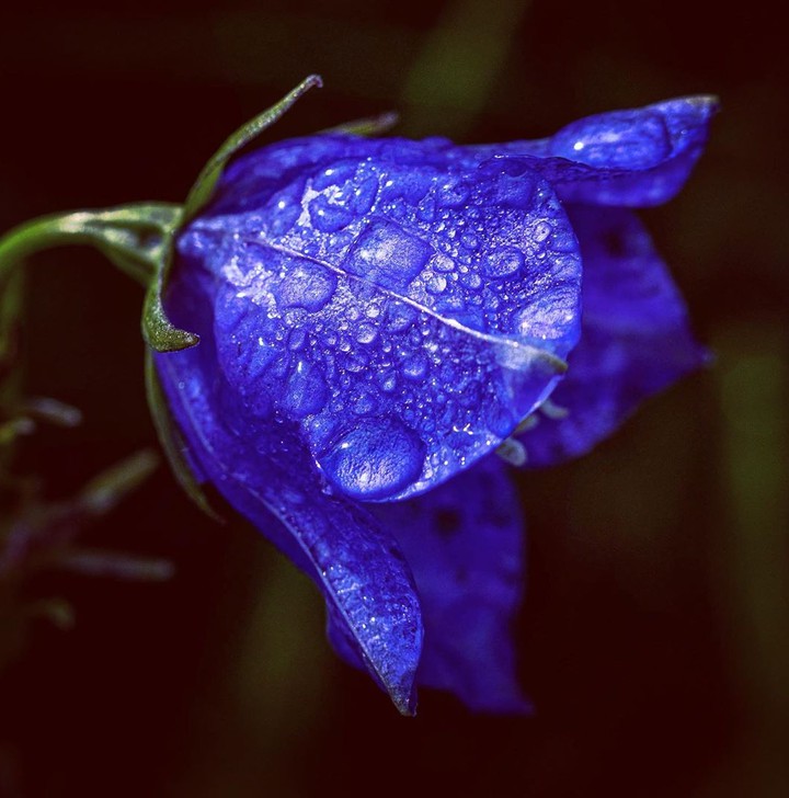 Bellflower