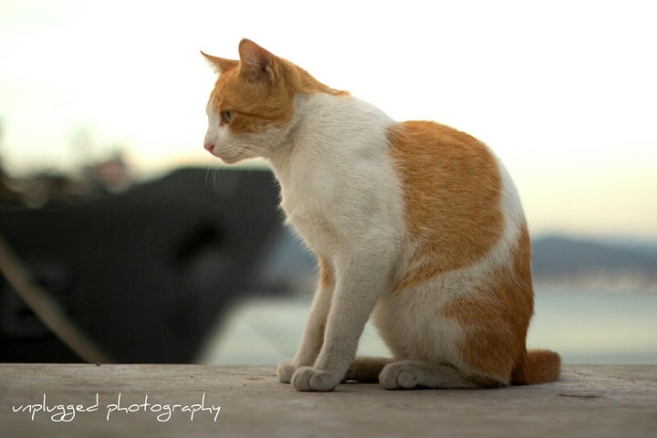 cat barco animales playa