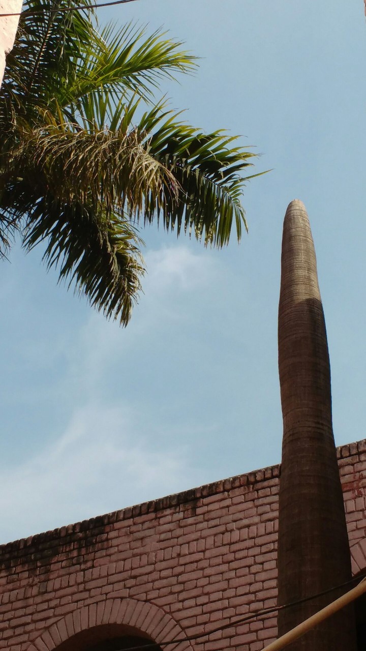 Palm tree